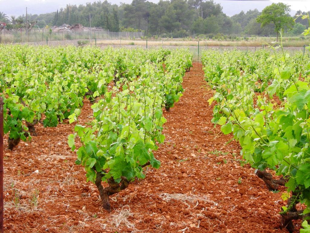 Agroturismo Sa Vinya D'En Palerm Sant Miquel de Balansat Extérieur photo