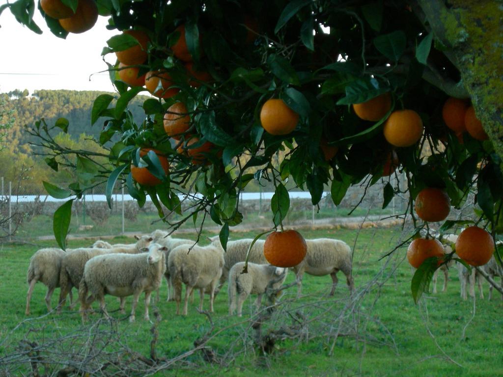 Agroturismo Sa Vinya D'En Palerm Sant Miquel de Balansat Extérieur photo